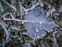 Blatt bedeckt mit Eiskristallen